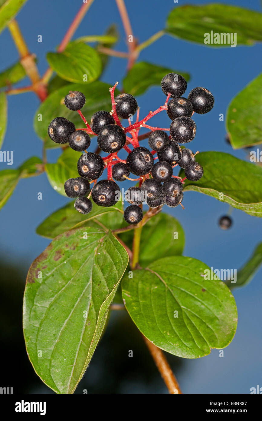 Hartriegel, Dogberry (Cornus sanguineaund) Fruchtkörper Branch, Deutschland Stockfoto