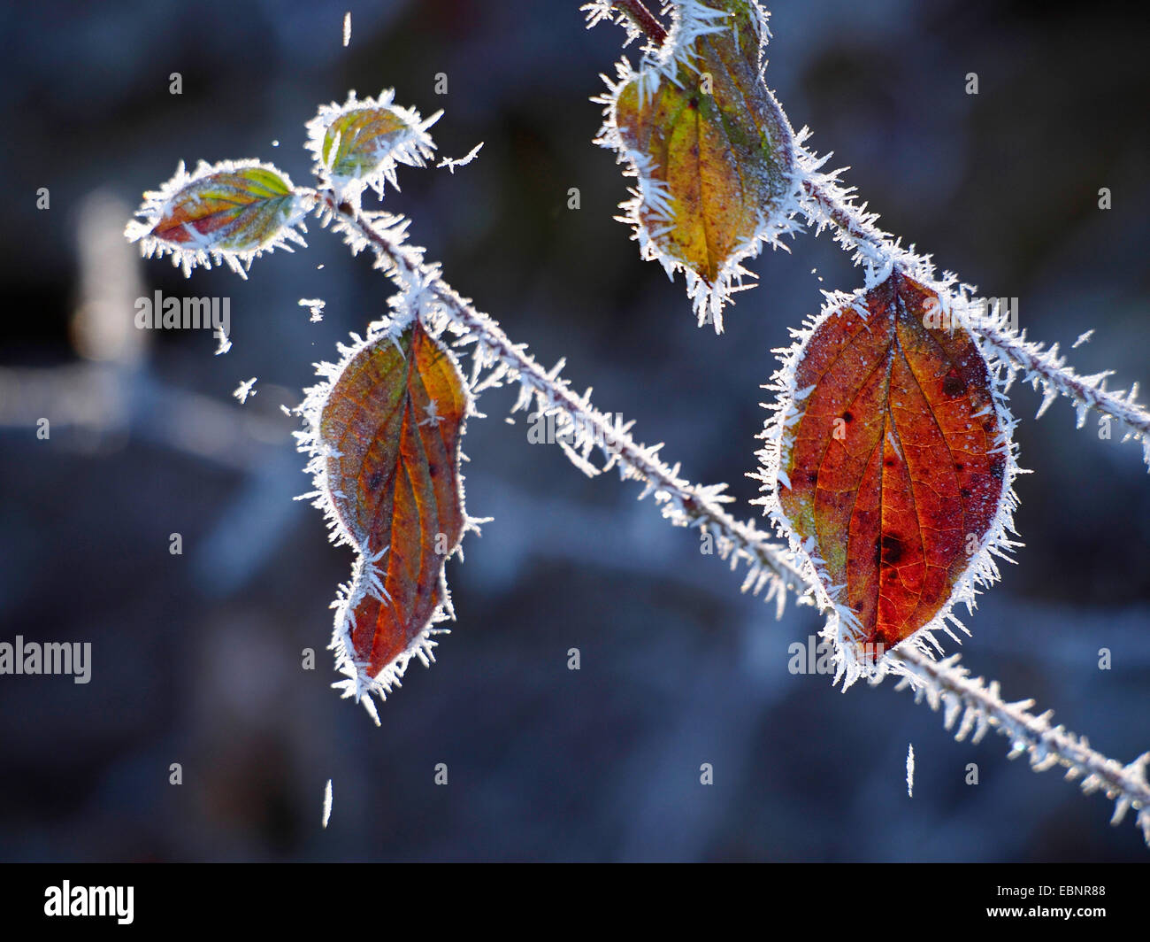 Hartriegel, Dogberry (Cornus sanguineaund), Herbstlaub mit Raureif bei Gegenlicht, Deutschland, Baden-Württemberg Stockfoto