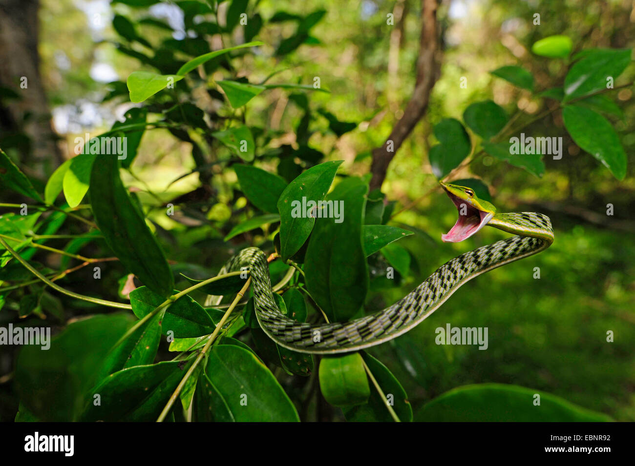 Longnose Whipsnake, grüne Ranke Schlange (Ahaetulla Nasuta), bedrohlich, Sri Lanka, Sinharaja Forest National Park Stockfoto