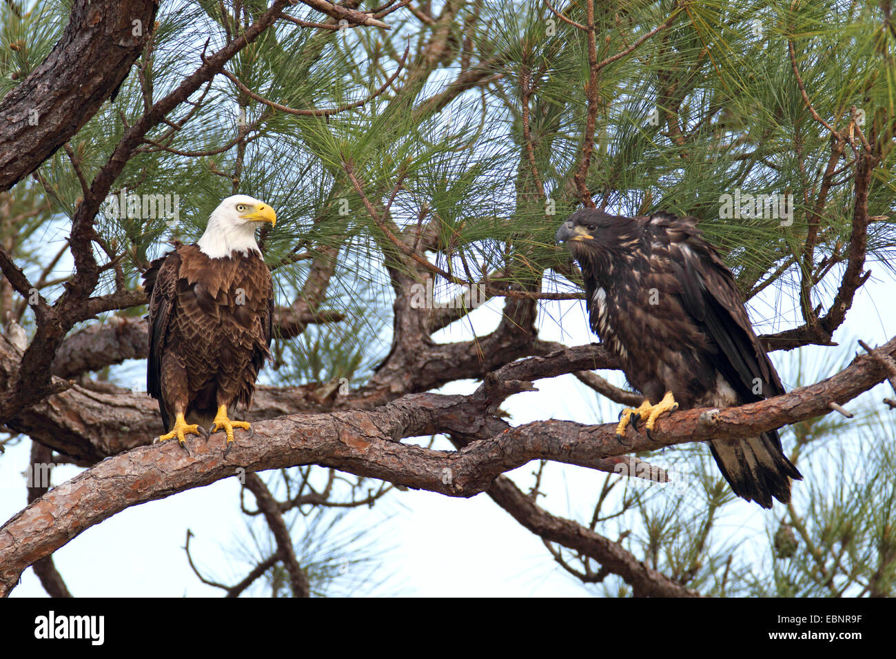 Weißkopfseeadler (Haliaeetus Leucocephalus), sitzt Altvogel mit einem jungen Adler, eine Tanne, USA, Florida Stockfoto