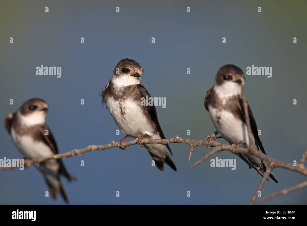 Uferschwalbe (Riparia Riparia), drei Schwalben sitzen auf einem Zweig, Griechenland, See Kerkini Stockfoto