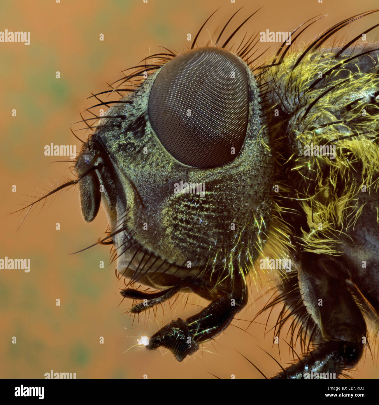 Fliege (Brachycera, Diptera), Kopf einer Fliege, Makroaufnahme, mit einem Stück Zucker auf Lippe Stockfoto