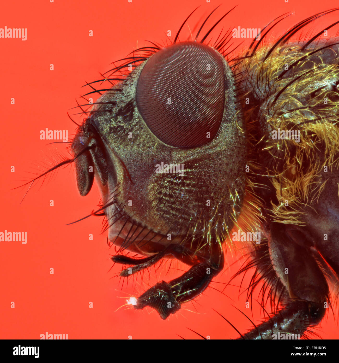 Fliege (Brachycera, Diptera), Kopf einer Fliege, Makroaufnahme, mit einem Stück Zucker auf Lippe Stockfoto