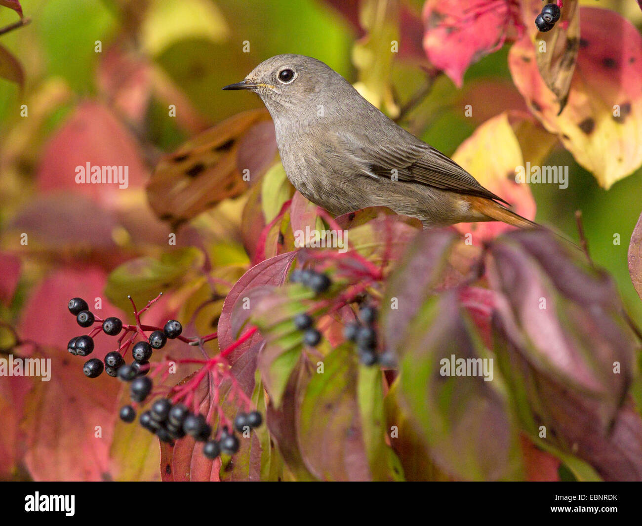 Hausrotschwanz (Phoenicurus Ochruros), weibliche Fütterung Beeren des gemeinsamen Hartriegel, Cornus sanguineaund, Deutschland Stockfoto