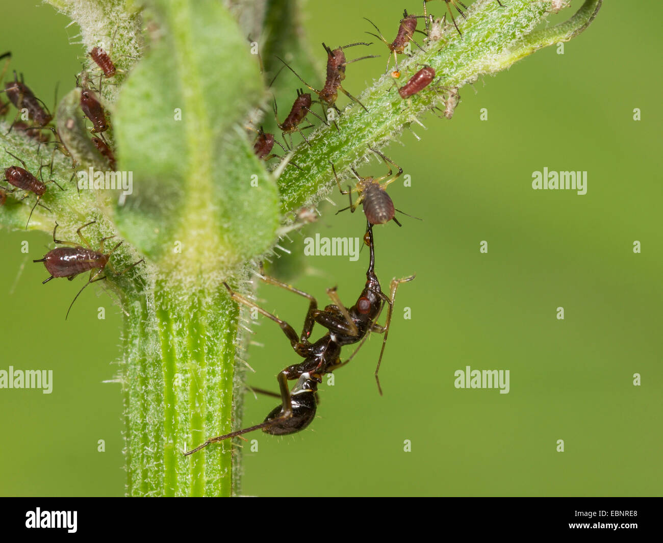 Samsel Fehler (Himacerus Mirmicoides), alte Larve frisst erfassten Blattlaus auf Crepis, Deutschland Stockfoto