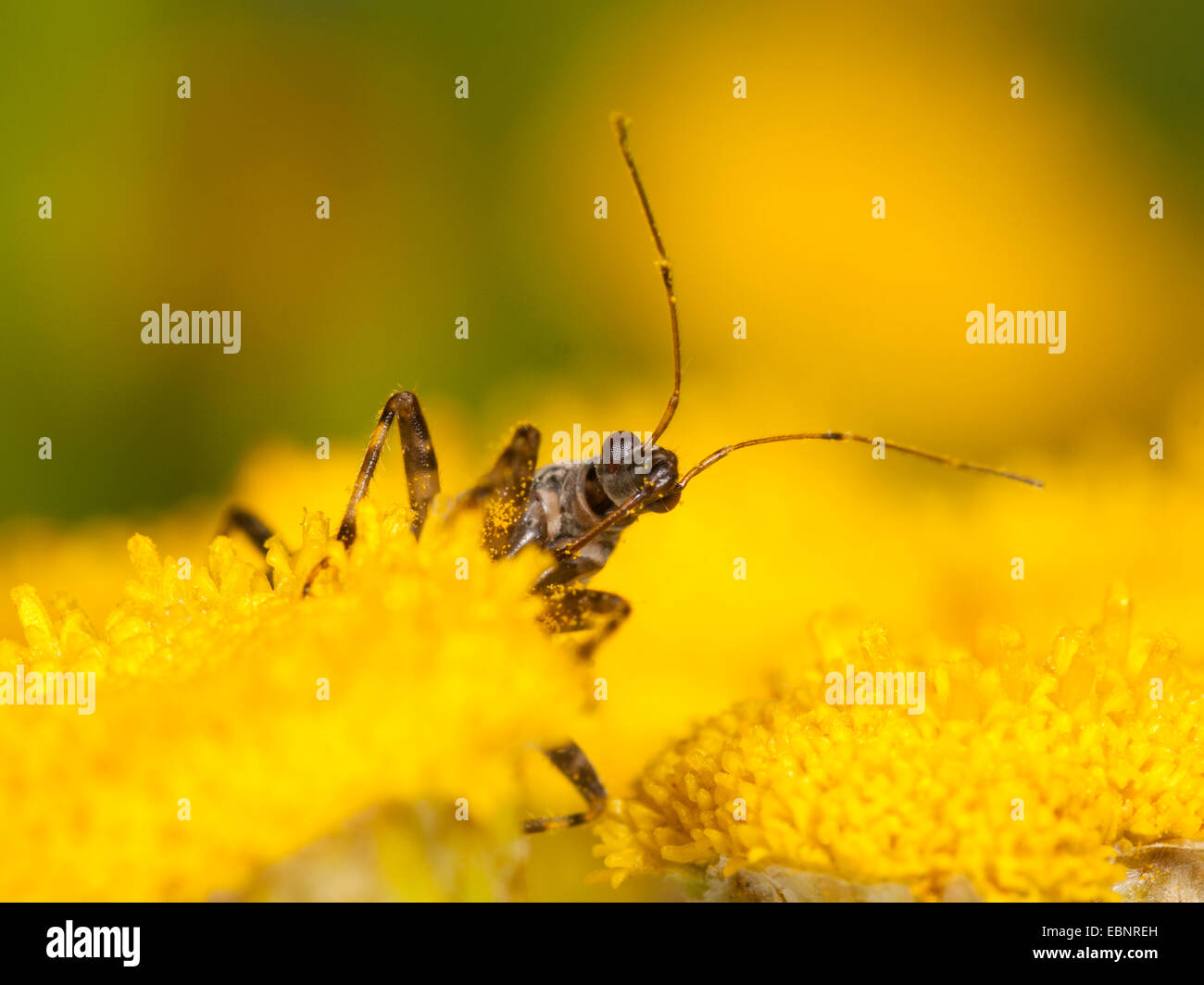 Samsel Bug (Himacerus Mirmicoides), erwachsenes Weibchen Jagd auf Rainfarn, Deutschland Stockfoto