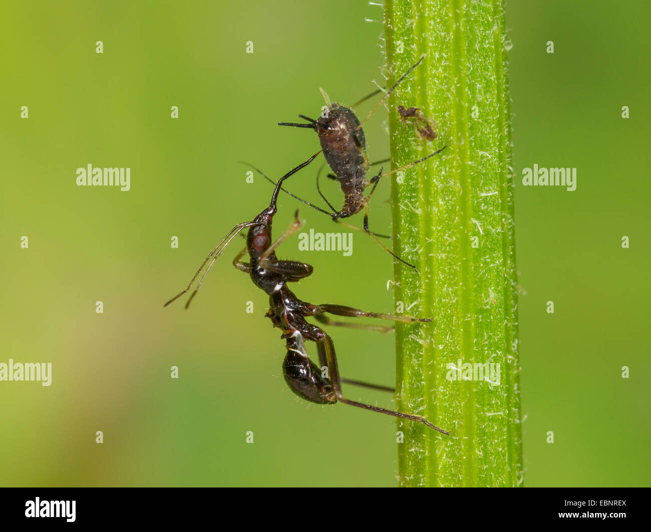 Samsel Fehler (Himacerus Mirmicoides), alte Larve frisst erfassten Blattlaus auf Crepis, Deutschland Stockfoto