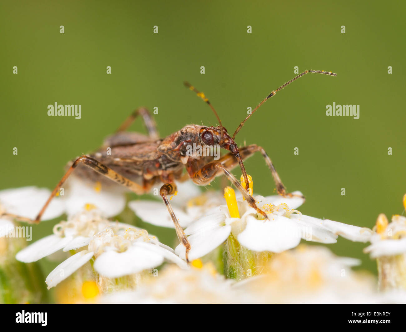 Samsel Bug (Himacerus Mirmicoides), erwachsenes Weibchen Jagd auf einen gemeinsamen Schafgarbe, Deutschland Stockfoto