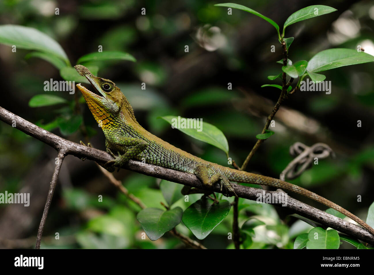 Tennent der Blatt-gerochene Eidechse (Ceratophora Tennentii), droht mit Mund offen, Sri Lanka, Knuckles Forest Range Stockfoto