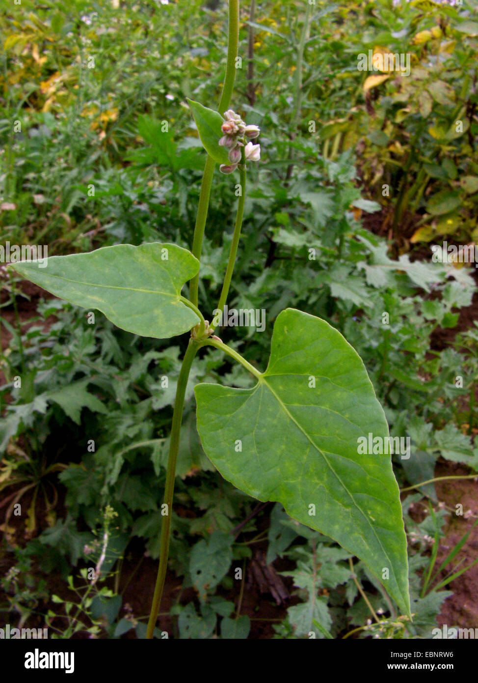 Klettern Buchweizen, schwarz Ackerwinde (Fallopia Convolvulus, Polygonum Convolvulus, Bilderdykia Convolvulus), blühen, Deutschland Stockfoto