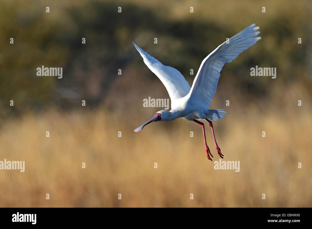Afrikanischer Löffler (Platalea Alba), fliegen, Südafrika, Pilanesberg Nationalpark Stockfoto