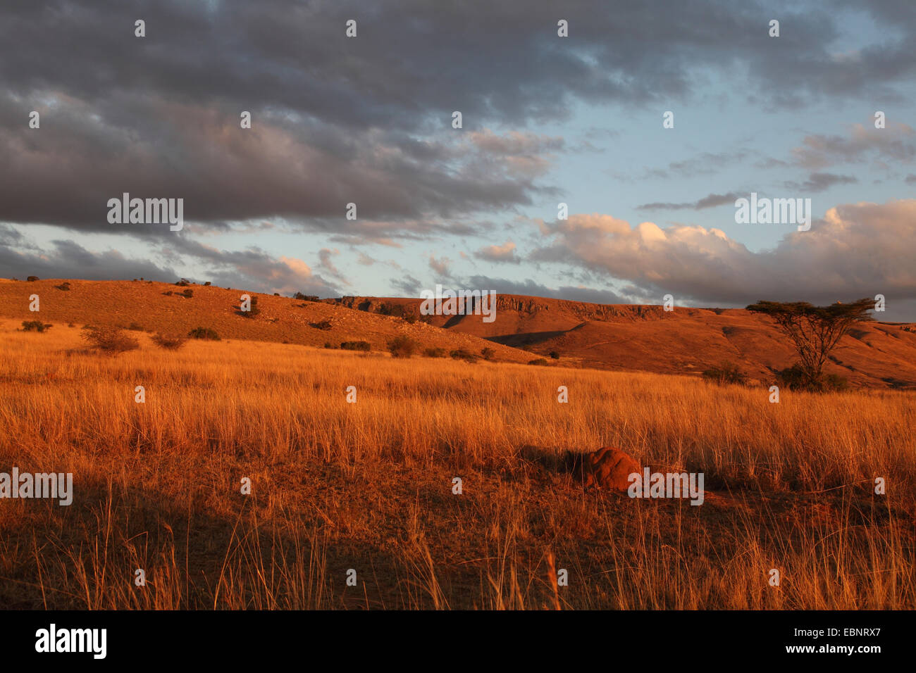 Abendstimmung kurz vor Sonnenuntergang, Südafrika, Ithala Game Reserve Stockfoto