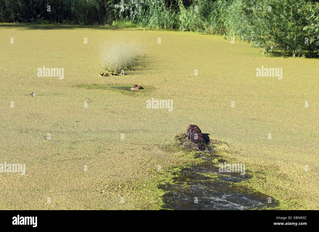 Jagd Hundeausbildung: Hund Ruft eine tote Ente zusammenfallend mit einem Schuss in das Wasser, Deutschland, Nordrhein-Westfalen Stockfoto