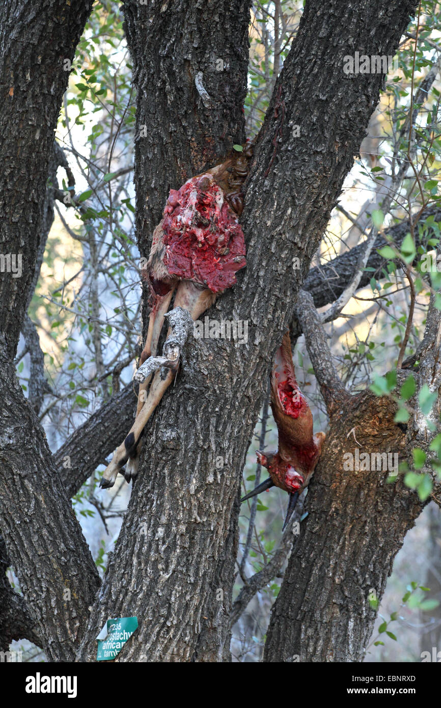 Leopard (Panthera Pardus), hängt von einem Leoparden gefangen Impala in einem Baum, Südafrika, Kruger National Park Stockfoto