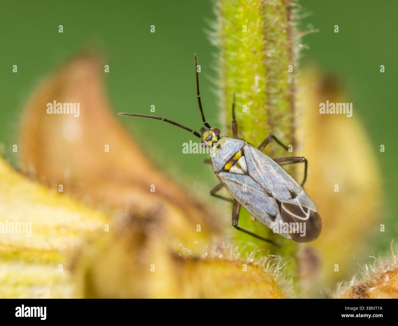 Kapsid Fehler (Macrotylus Herrichi), Weibchen auf Salbei, Salvia Pratensis, Deutschland Stockfoto