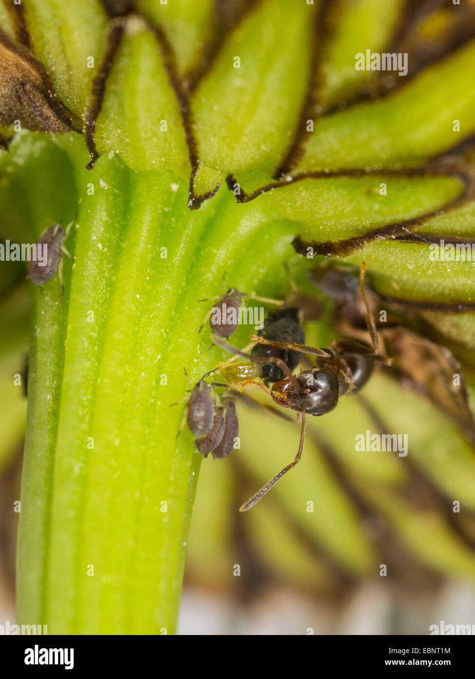 Ameisen (Lasius spec.), Ameise melkt saugen Blattläuse auf Ochsen-Auge Gänseblümchen, Deutschland Stockfoto