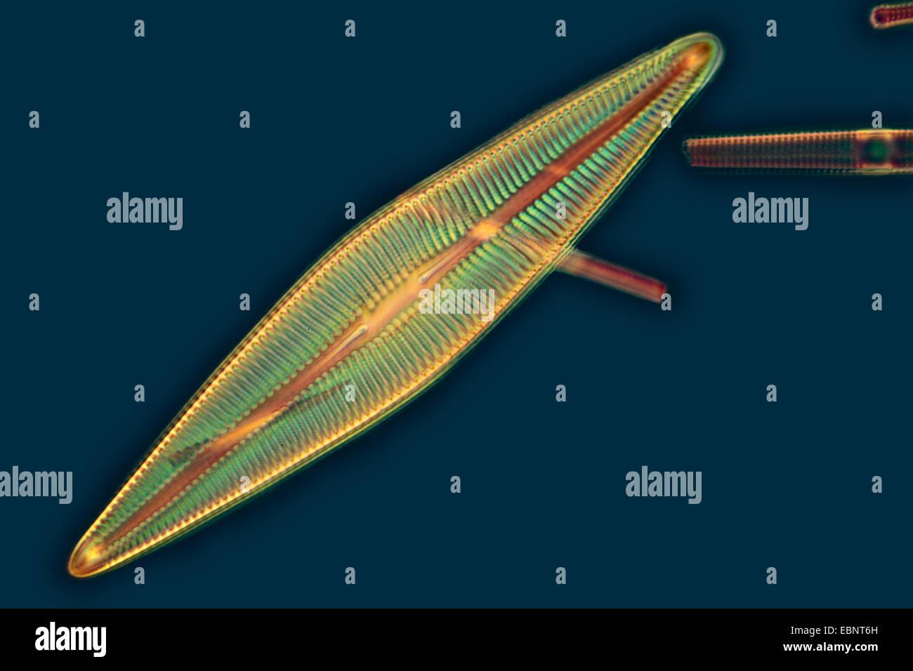 Diatomee in Phasen Kontrast Stockfoto