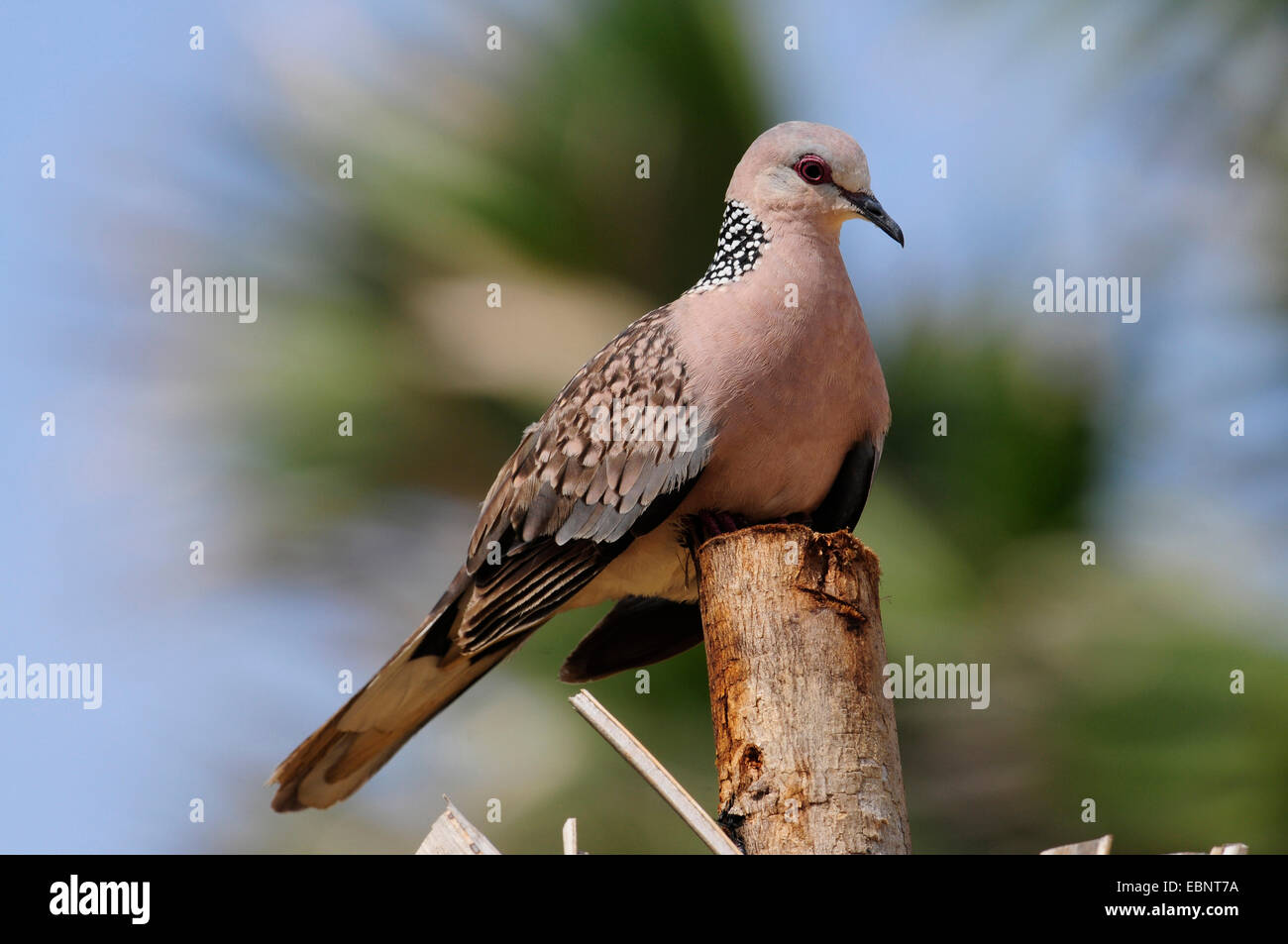 Gesichtet-necked Taube (Streptopelia Chinensis), sitzt auf einem hölzernen Stapel, Sri Lanka Stockfoto