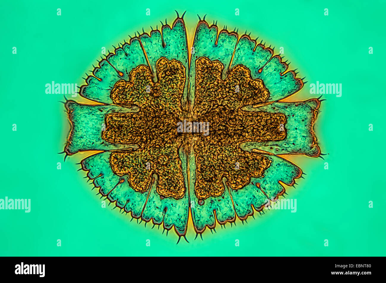 Micrasterias (Micrasterias spec.), im Phasenkontrast- und Interferenz-Kontrast Stockfoto