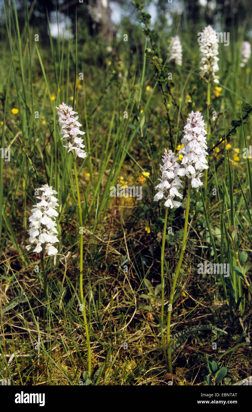 Kurzer angespornt duftenden Orchideen (Gymnadenia Odoratissima), blühen, Deutschland Stockfoto