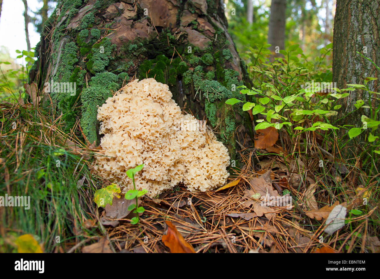 Holz-Blumenkohl, Blumenkohl Pilz (Sparassis Crispa), an der Basis der Kiefer, Deutschland Stockfoto