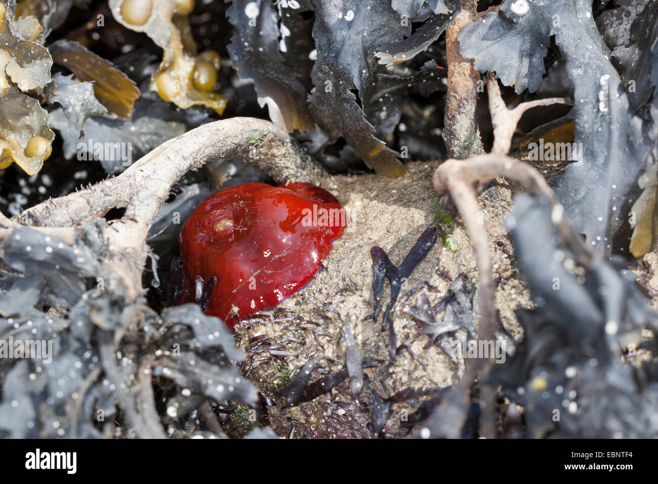 Mikrokügelchen Anemone, rote Seeanemone, Pflaume Anemone, Mikrokügelchen-Anemone (Actinia Equina), fühlte sich trocken an den niedrigen Gezeiten, Deutschland Stockfoto