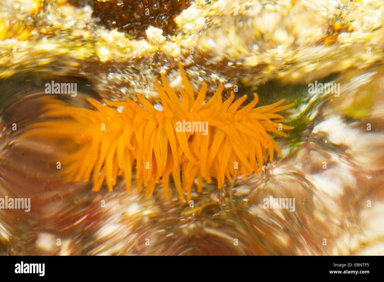 Mikrokügelchen Anemone, Red Sea Anemone Anemone Pflaume, Mikrokügelchen-Anemone (Actinia Equina), Unter Wasser, Deutschland Stockfoto