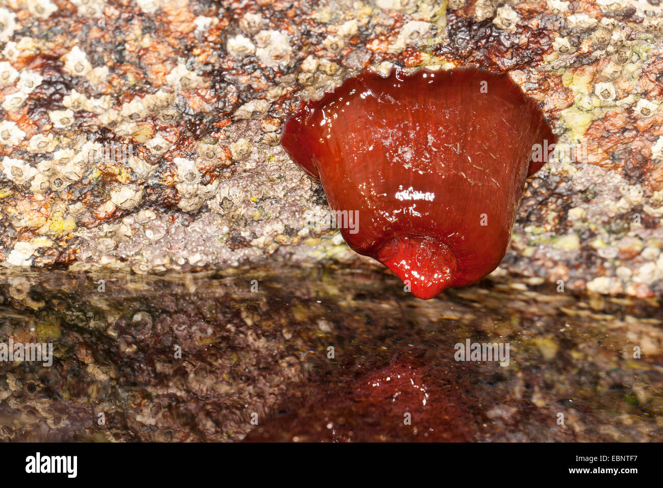 Mikrokügelchen Anemone, rote Seeanemone, Pflaume Anemone, Mikrokügelchen-Anemone (Actinia Equina), fühlte sich trocken an den niedrigen Gezeiten, Deutschland Stockfoto