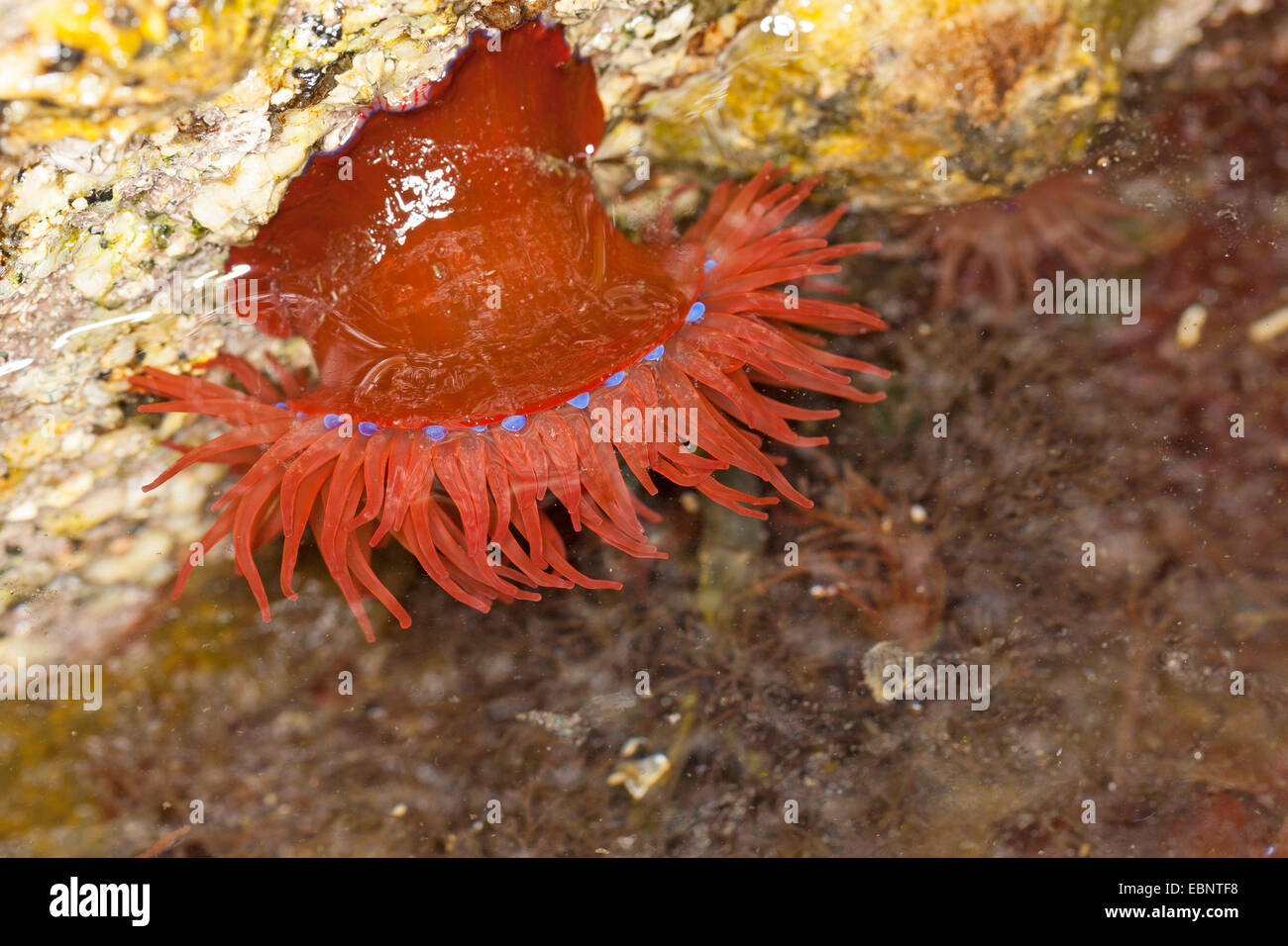 Mikrokügelchen Anemone, rote Seeanemone, Pflaume Anemone, Mikrokügelchen-Anemone (Actinia Equina), Unterwasser, Deutschland Stockfoto