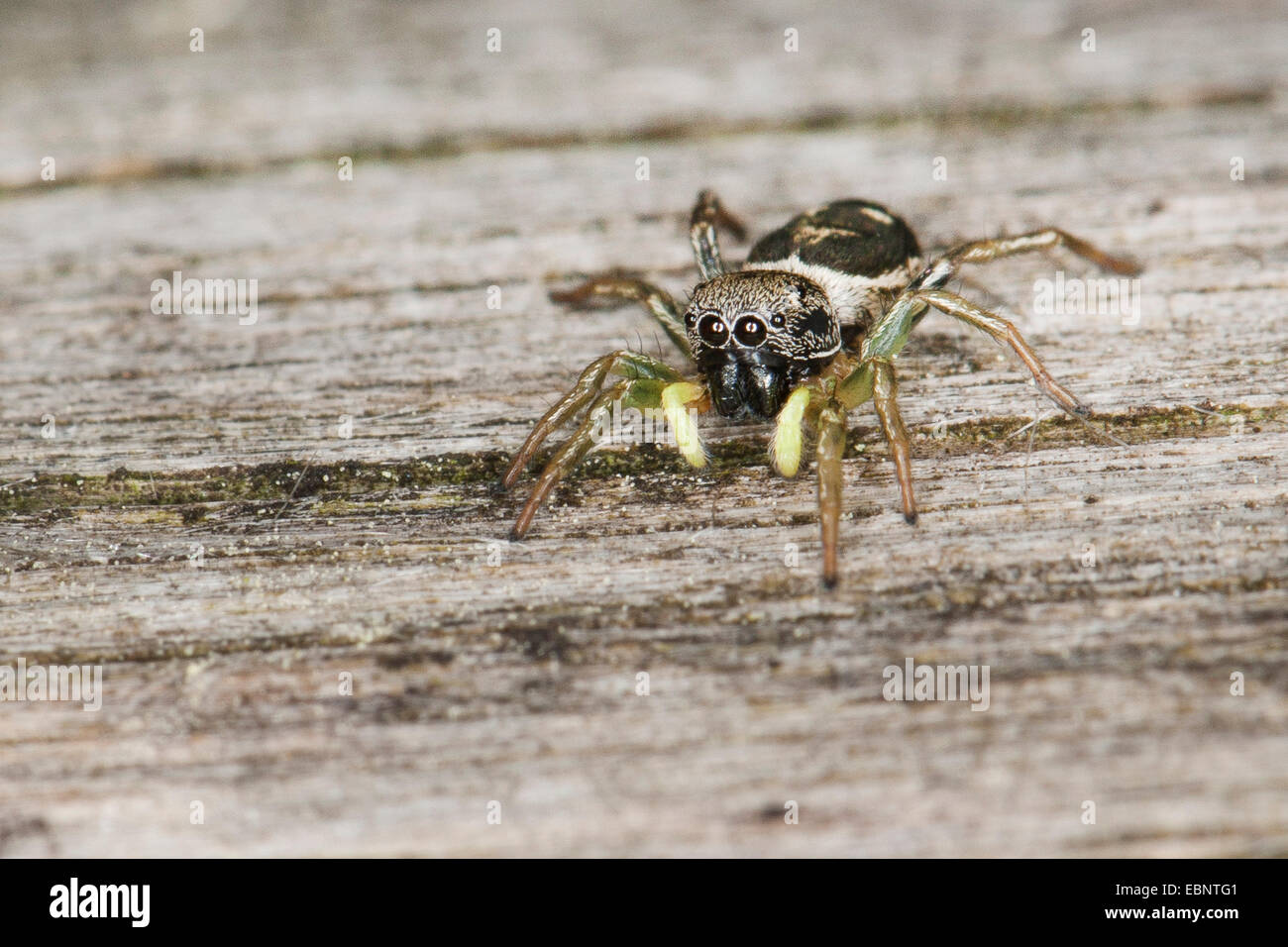 Jumping Spider (Heliophanus Cupreus), Weiblich, Deutschland Stockfoto