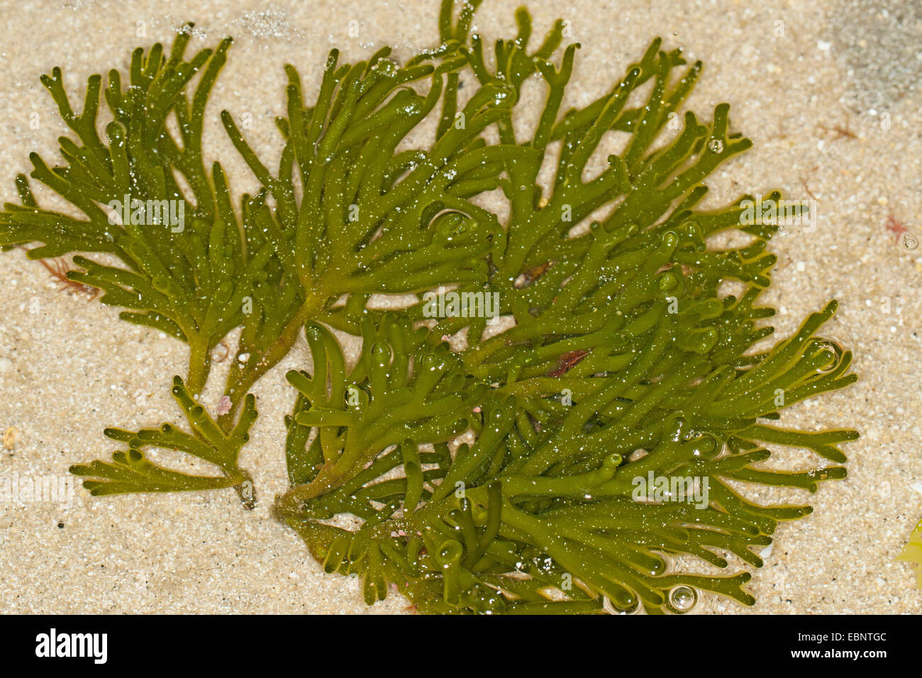 Codium Fragile Dead Mans Fingers Fotos Und Bildmaterial In Hoher