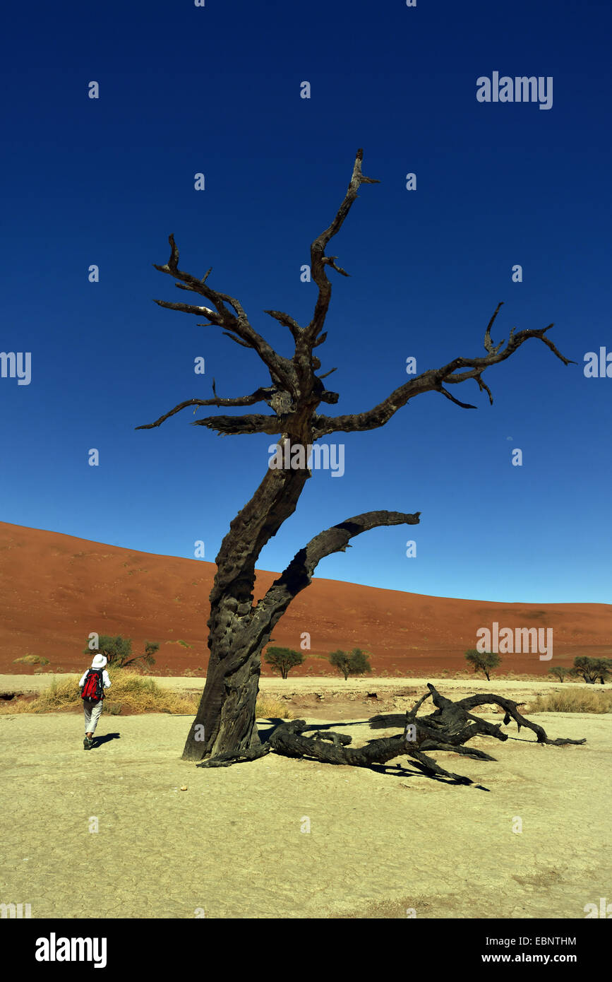 Camel Thorn, Giraffe Thorn (Acacia Erioloba), Wanderer im toten Bäumen Tal in Wüste Sossusvlei, Camel Thorn, Namibia, Namib Naukluft Nationalpark Stockfoto