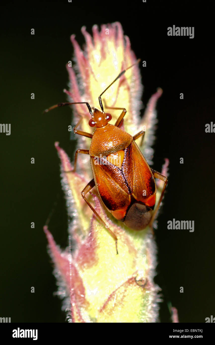 Kapsid Bugs (Deraeocoris Ruber), braunen Morphen auf einem Rasen Ohr, Deutschland Stockfoto