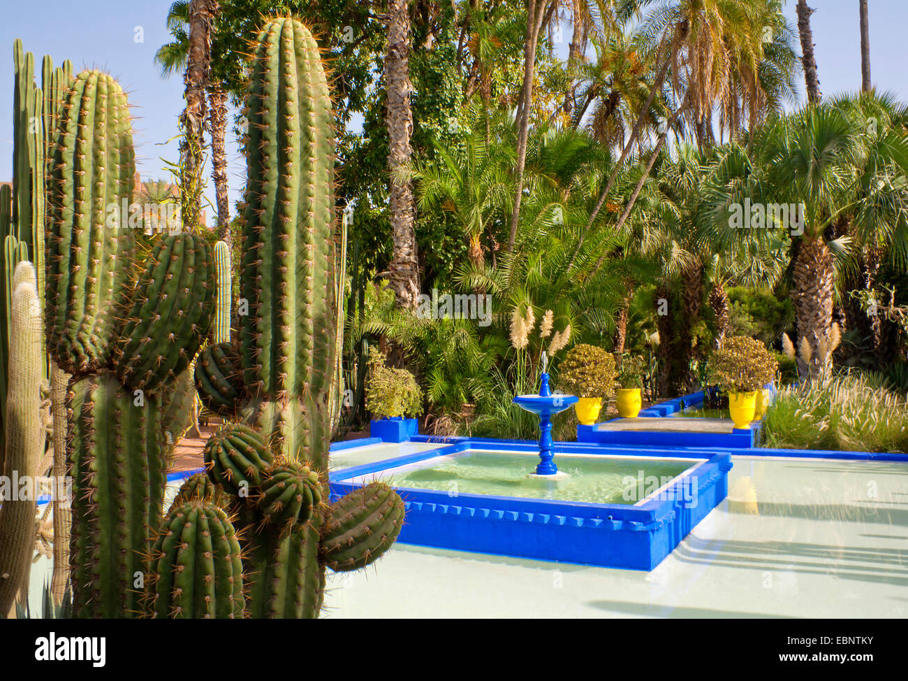 Marokko, Jardin Majorelle blau Garten Marrakesch. Stockfoto