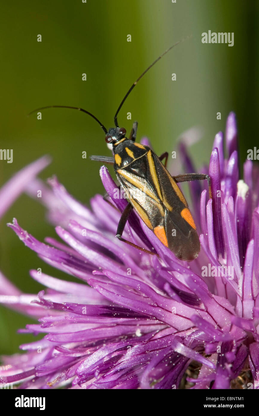 Bug (Hadrodemus m-Flavum) auf lila zusammengesetzte Blume, Deutschland Stockfoto