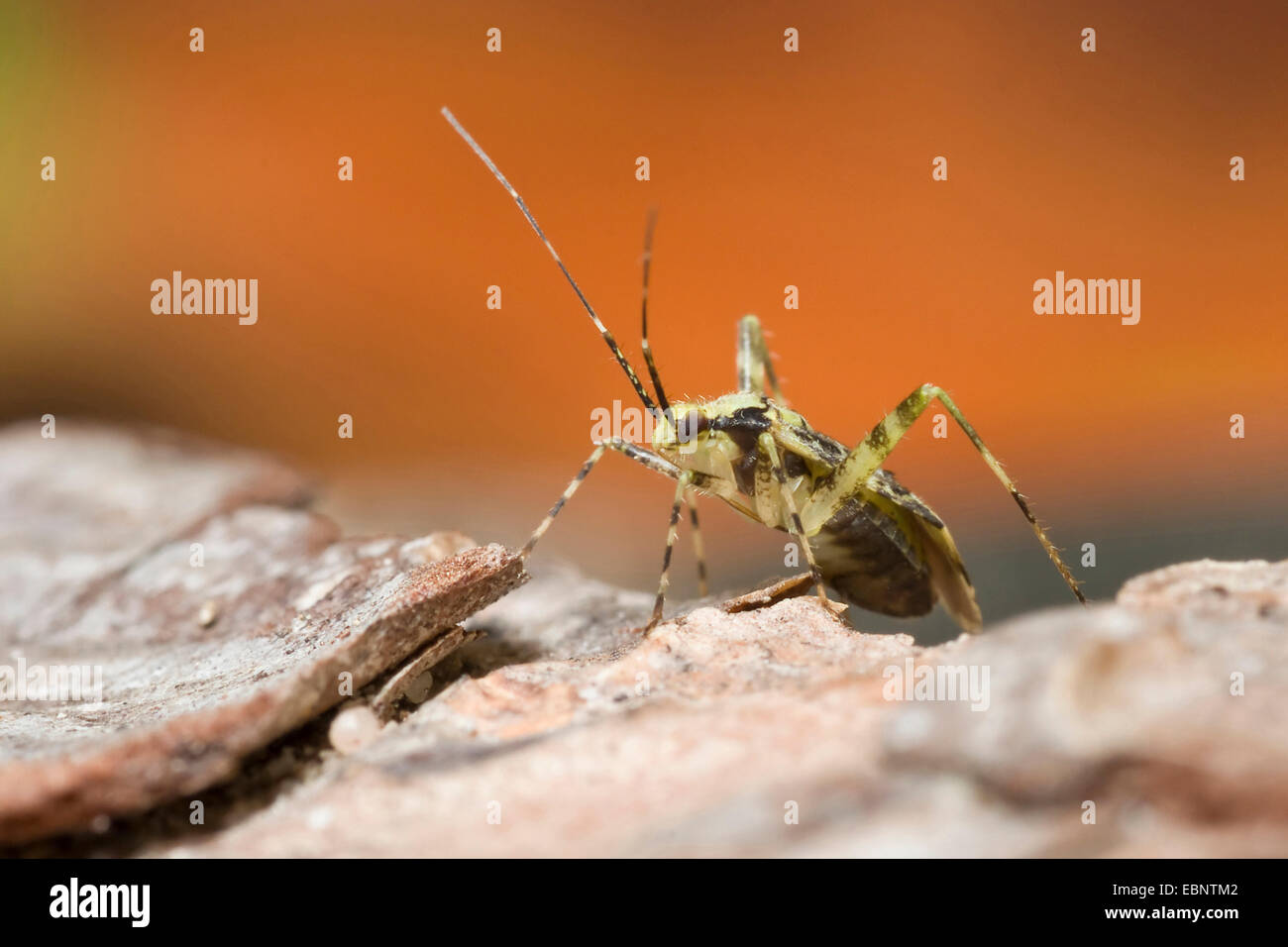 Pflanze Bug, Grass Bug (Phytocoris Tiliae), auf einem Stein, Deutschland Stockfoto