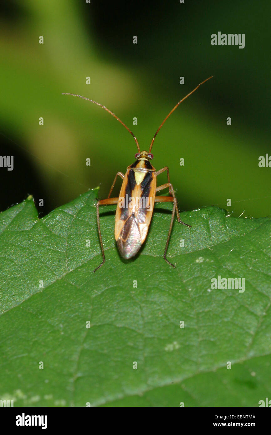 Twospotted Grass Bug, zwei-spotted Rasen Bug, 2 entdeckt Rasen Fehler (Stenotus Binotatus), auf einem Blatt, Deutschland Stockfoto