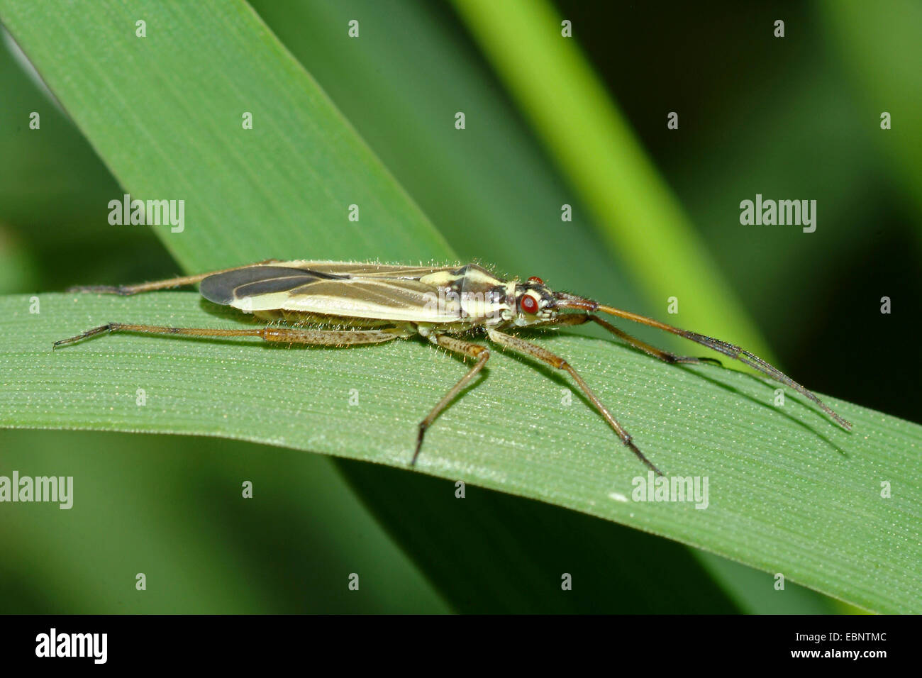 Wiese Pflanze Bug (Leptopterna Dolabrata), auf einem Blatt, Deutschland Stockfoto