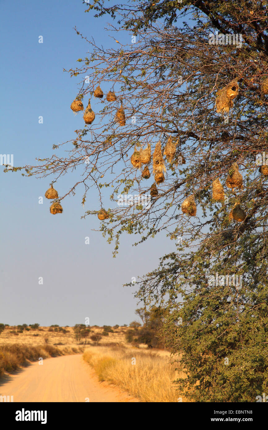 Afrikanische Maske-Weber (Ploceus Velatus), Nester in einem pieksigen Strauch, Südafrika Kgalagadi Transfrontier National Park Stockfoto