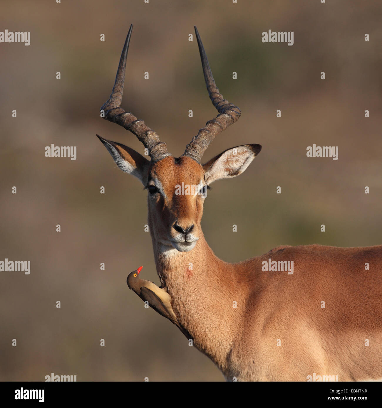 Impala (Aepyceros Melampus), Männlich, rot-billed Oxpecker sitzt auf dem Hals, Südafrika, Umfolozi Game Reserve Stockfoto