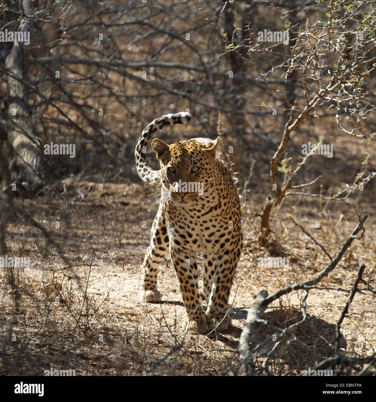 Leopard (Panthera Pardus), kriechen durch ein Niederwald-Holz, Südafrika, Kruger National Park Stockfoto