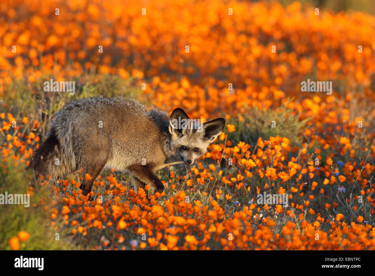 Hieb-eared Fuchs (Otocyon Megalotis), suchen Nahrung in einer Ringelblume Wiese, Südafrika, Namaqua-Nationalpark Stockfoto