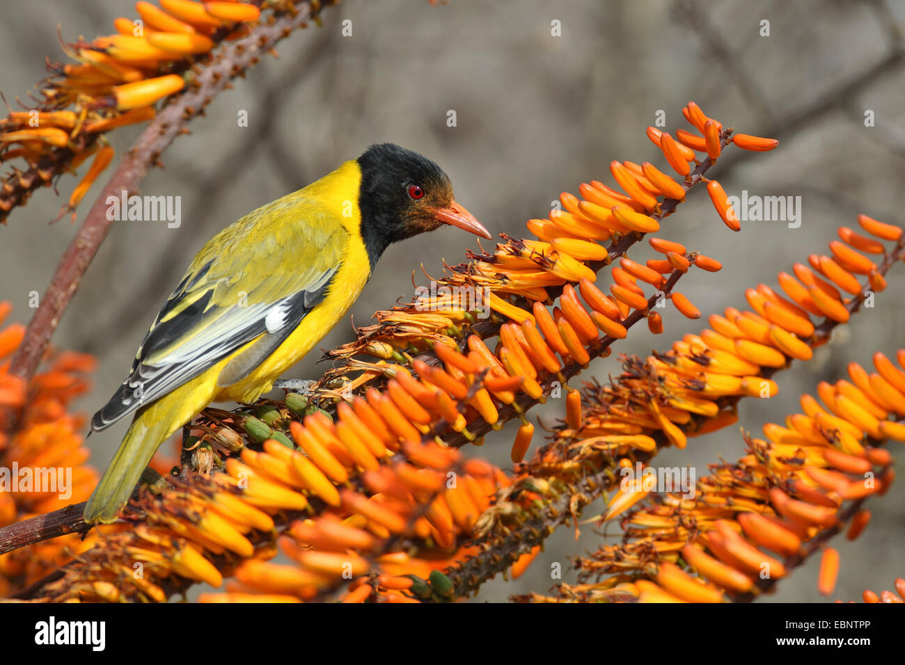 African Black-headed Pirol (Oriolus Larvatus), Suche Essen auf einer blühenden Aloe, Südafrika, Kruger National Park Stockfoto