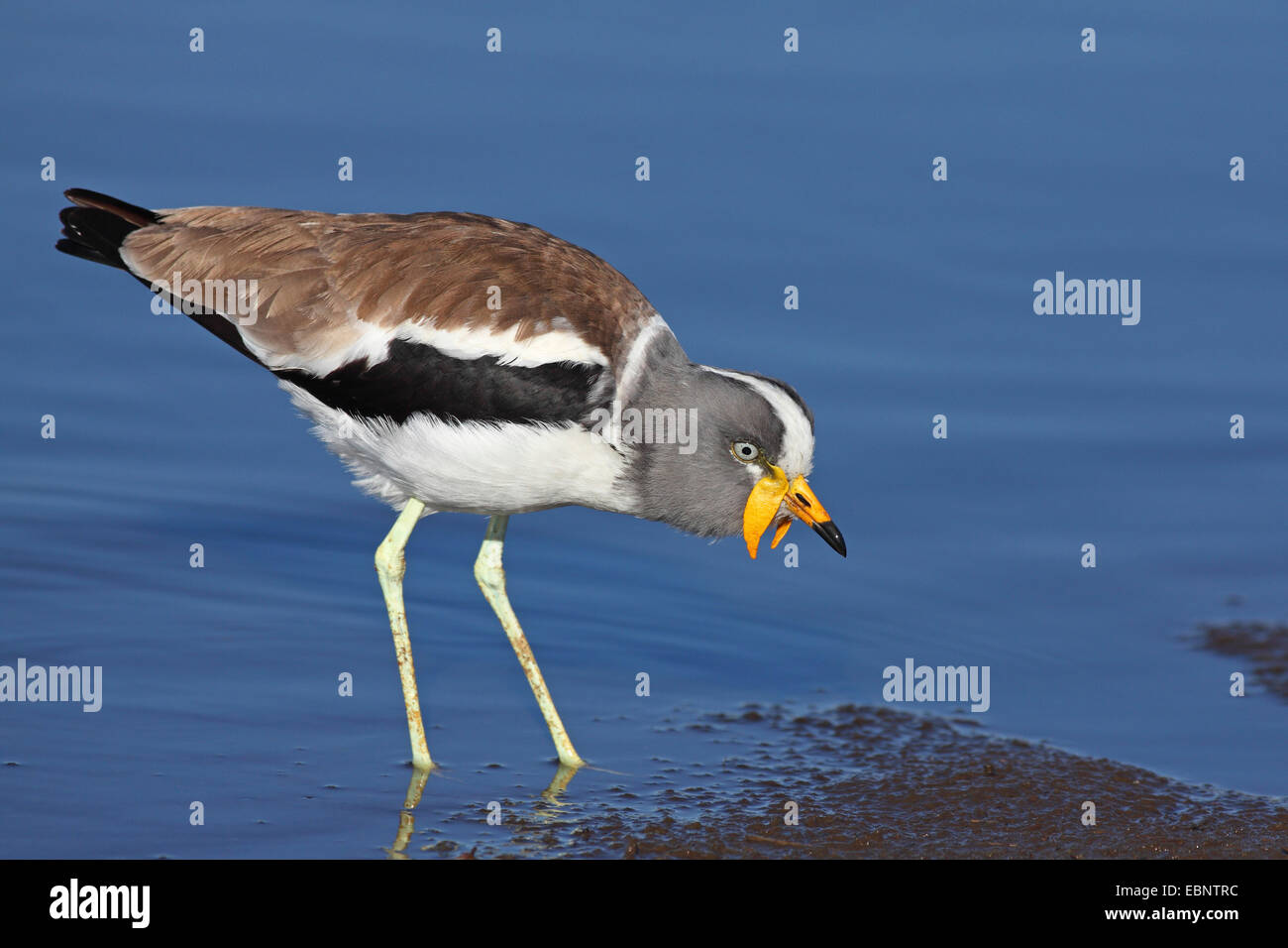 White-crowned Flecht-Regenpfeifer (Vanellus Albiceps), auf der Suche nach Nahrung in seichtem Wasser, Südafrika, Kruger National Park Stockfoto