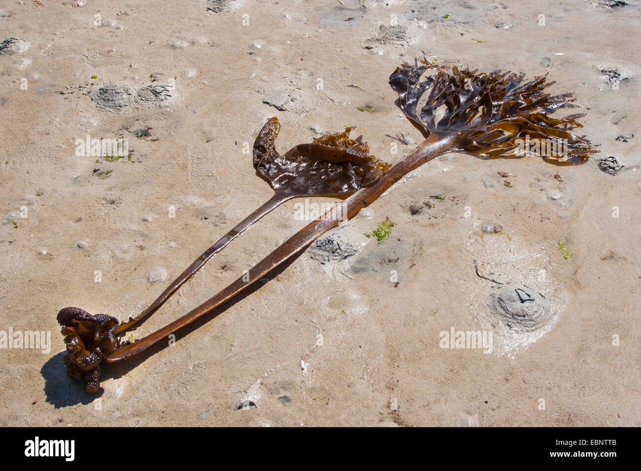 Furbellow (Saccorhiza Polyschides, Saccorhiza Bulbosa) mit Rhizoid angespült am Strand, Deutschland Stockfoto