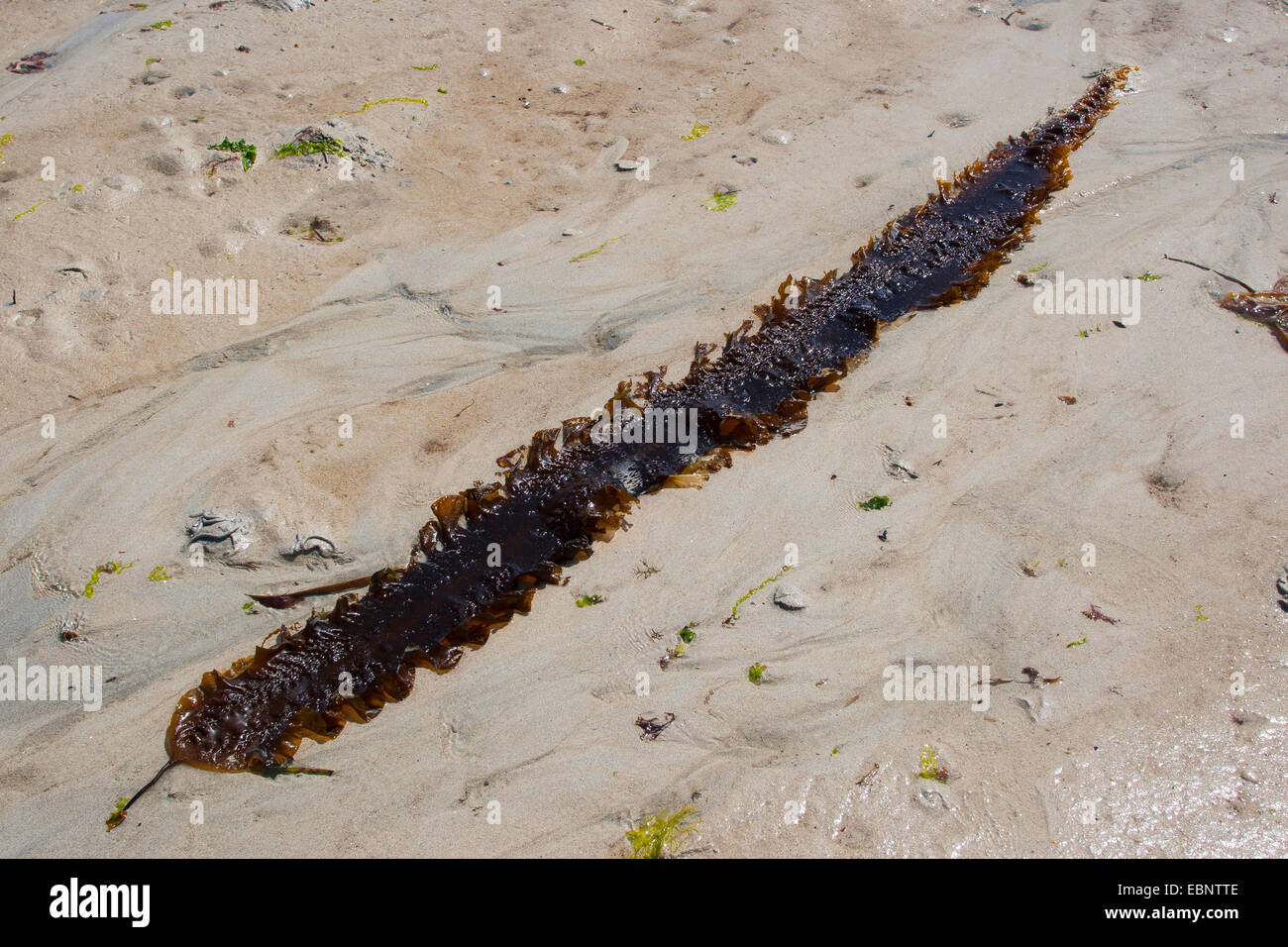 Meer-Gürtel, Arme-Leute Wetter Glas, Sweet Wrack, Zucker Wrack, Zucker Tang, Oarweed, Gewirr, Kelp, Zucker Meer Gürtel, süße Gewirr, Sugarwrack (Laminaria Saccharina, Saccharina Latissima), bei Ebbe Flut angespült Braunalge Stockfoto