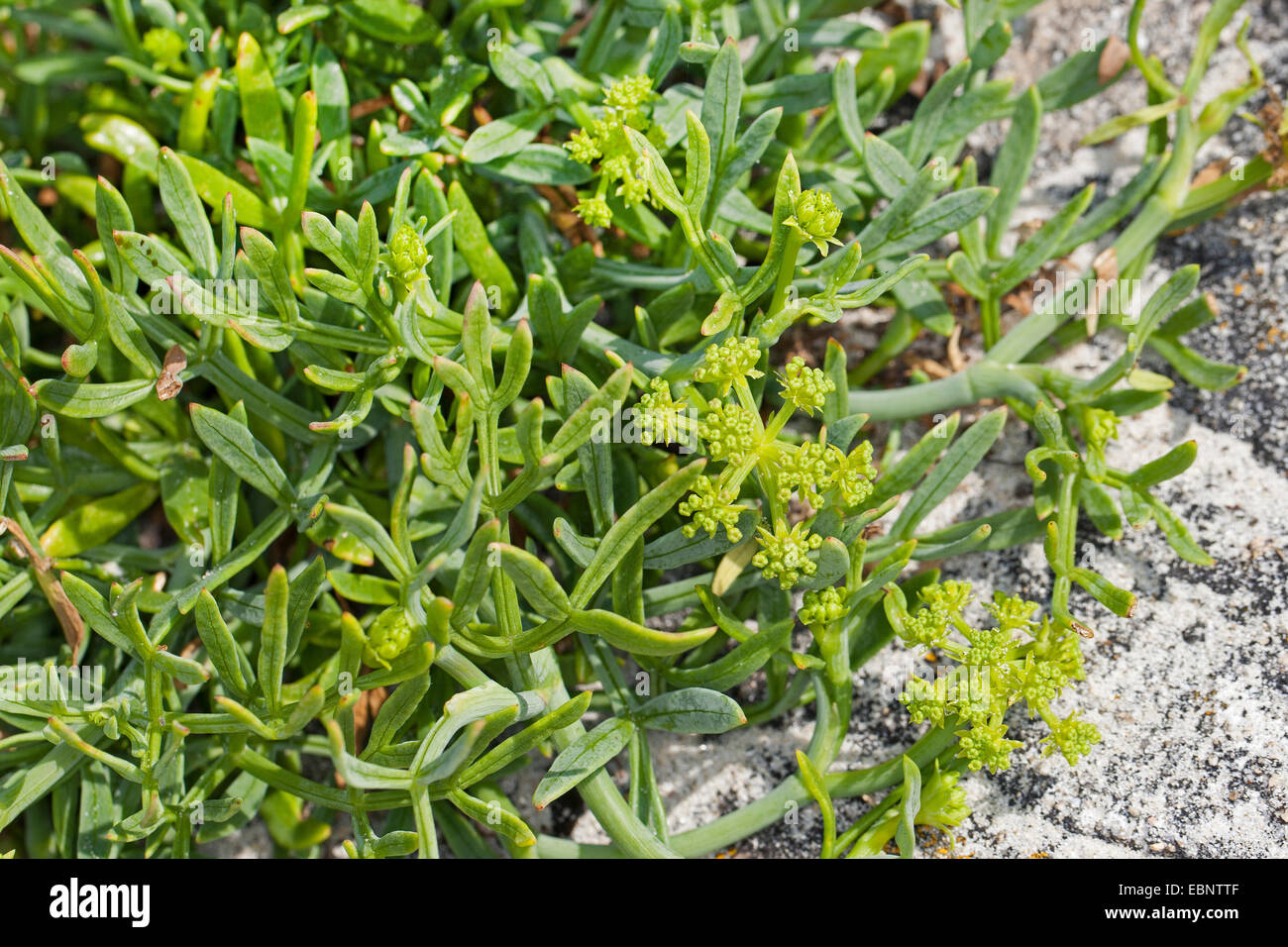 Queller, Meerfenchel, Meeresfenchel, Meeresfenchel, Seafennel (Crithmum Maritimum), blühen, Deutschland Stockfoto