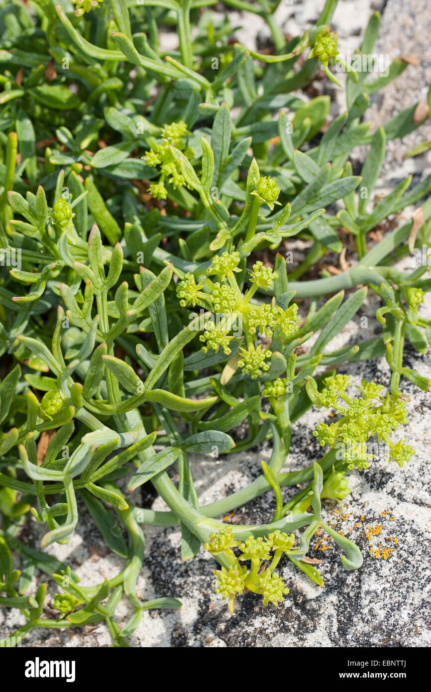 Queller, Meerfenchel, Meeresfenchel, Meeresfenchel, Seafennel (Crithmum Maritimum), blühen, Deutschland Stockfoto