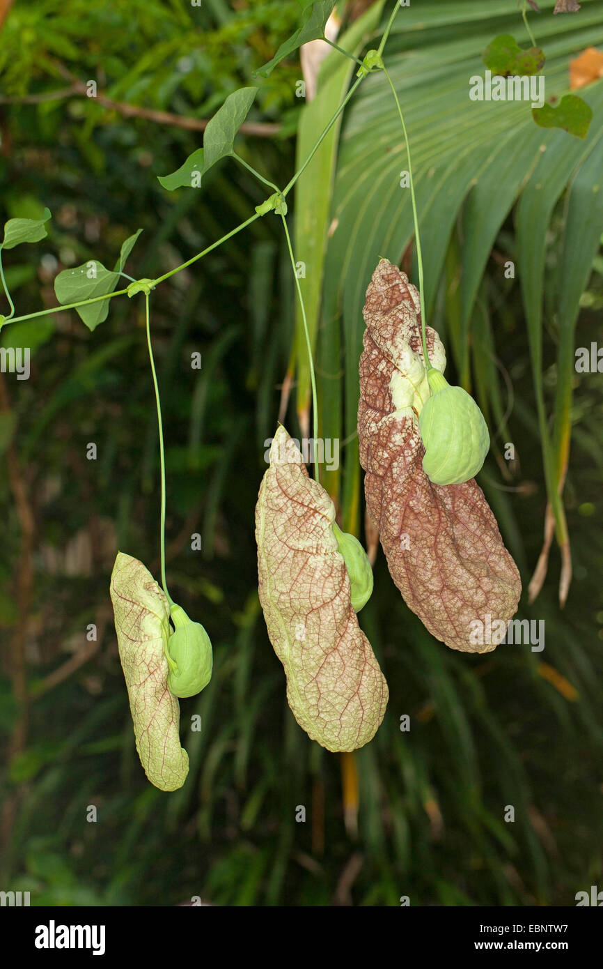 Riesige Holländers Rohr, Dutchman's Pipe, riesige Pelican, Blume, Pelican Blume, Pipevine (Aristolochia Gigantea, Aristolochia Sylvicola), Blumen Stockfoto