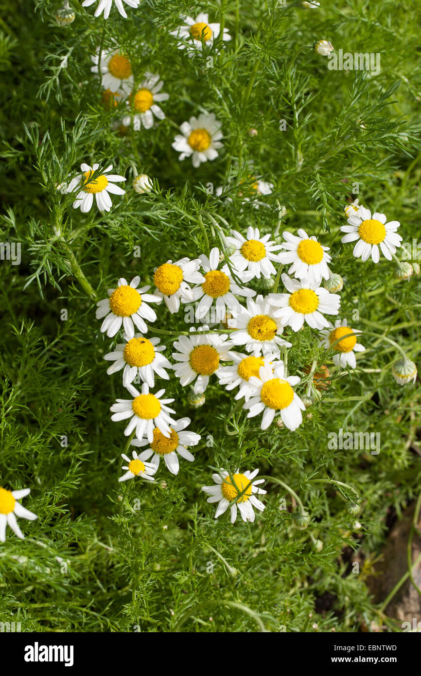 Garten Kamille, römische Kamille (Chamaemelum Nobile, Anthemis Nobilis), blühen Stockfoto